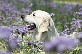 GOLDEN RETRIEVER 603